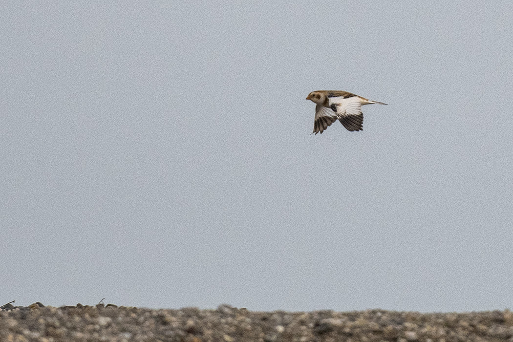 Snow Bunting